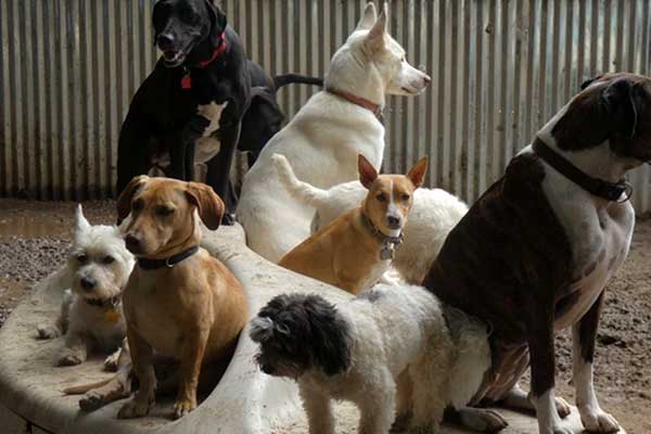 Colchester Vermont dog daycare