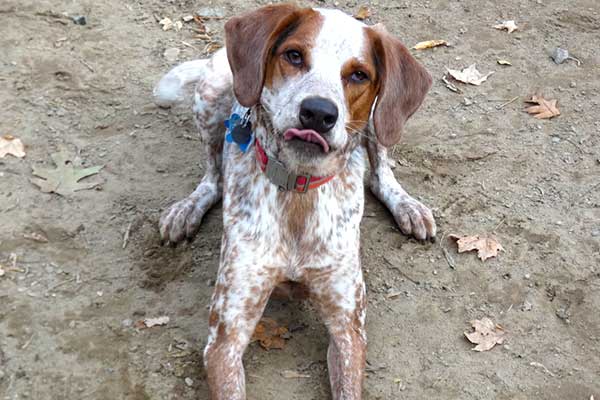 Colchester Vermont dog daycare