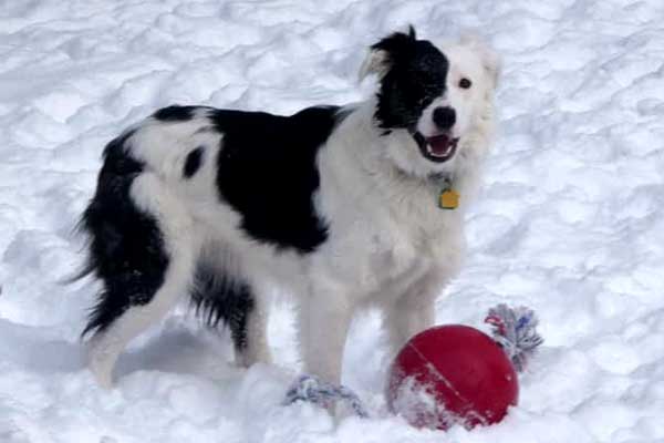 Colchester Vermont dog daycare