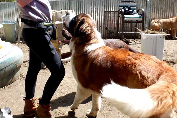 Colchester Vermont dog daycare