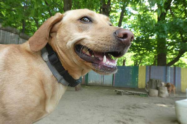 Vermont dog daycare and boarding