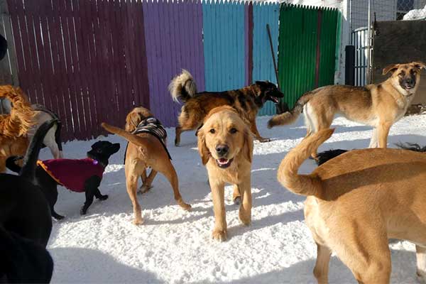 Vermont dog daycare and boarding