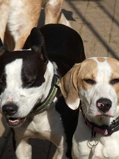 Vermont dog daycare and boarding