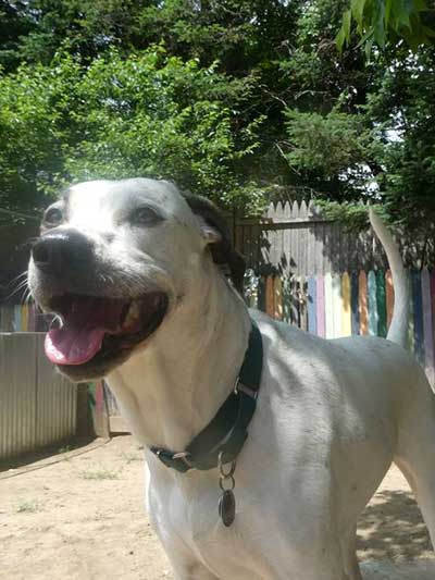 Vermont dog daycare and boarding