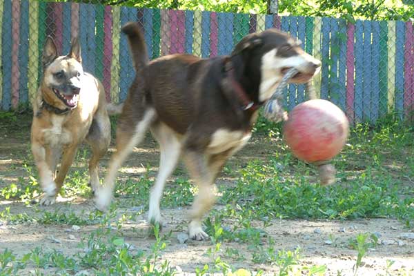 Vermont dog daycare and boarding