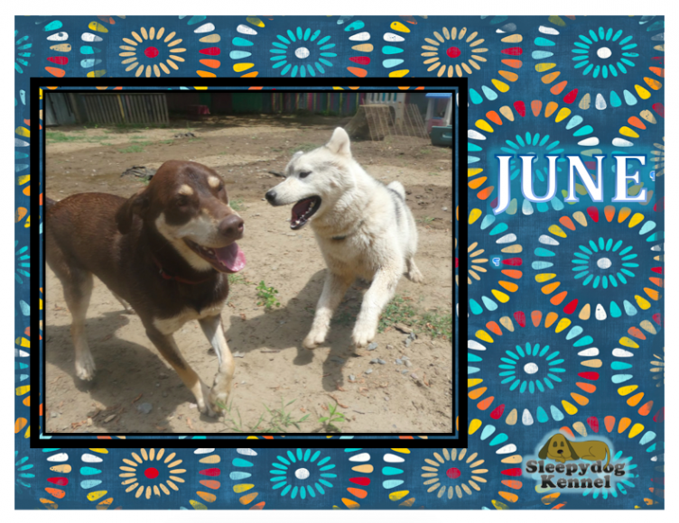 custom dog calendar
